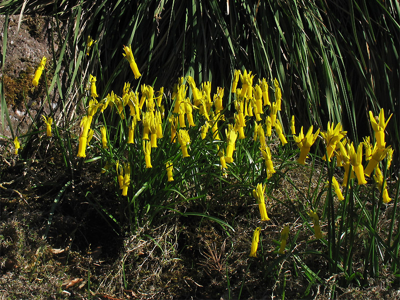 Image of Narcissus cyclamineus specimen.