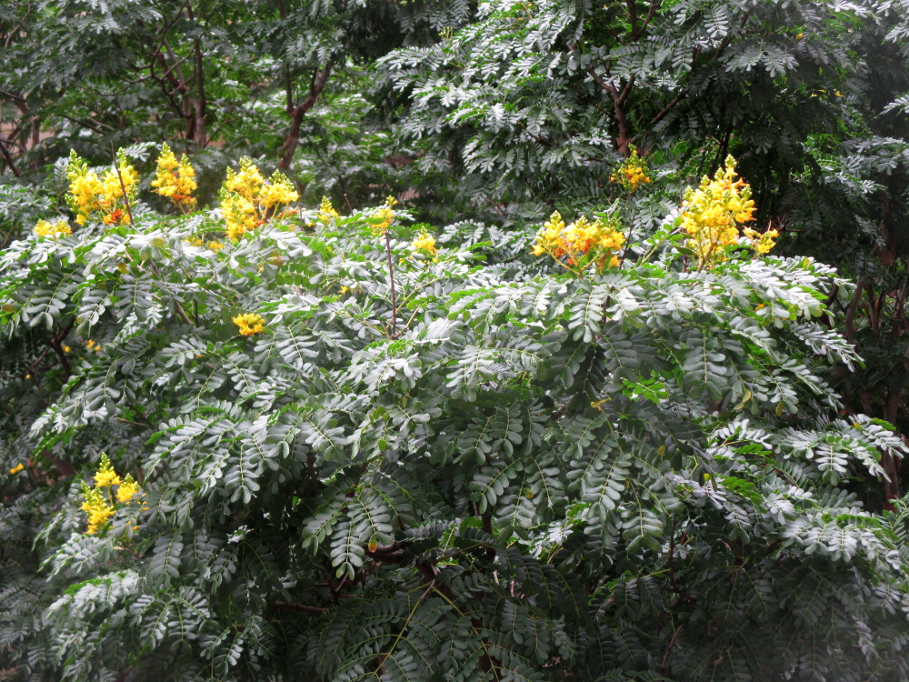 Изображение особи Caesalpinia ferrea.