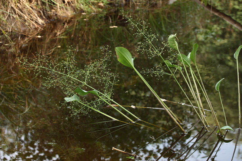 Image of Alisma plantago-aquatica specimen.