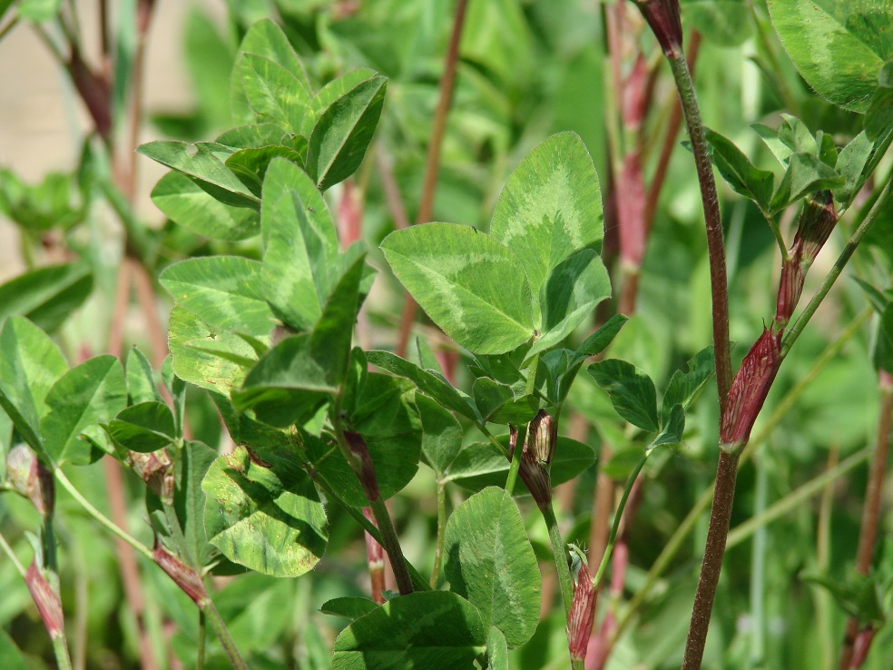 Image of Trifolium pratense specimen.