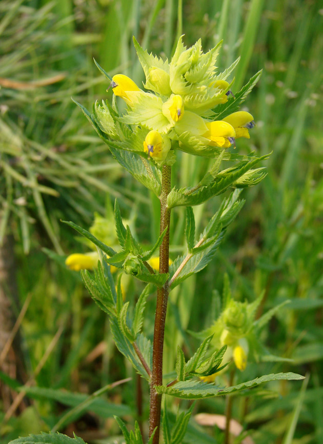 Image of Rhinanthus vernalis specimen.