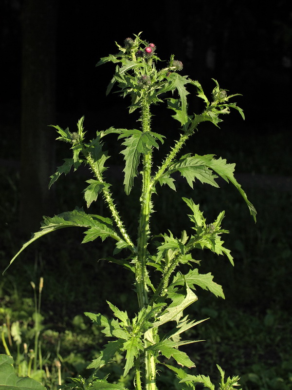 Image of Carduus crispus specimen.