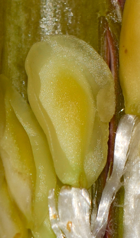 Image of Caralluma europaea specimen.