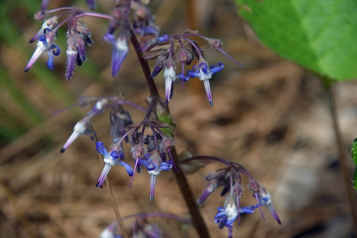 Изображение особи Trachystemon orientalis.