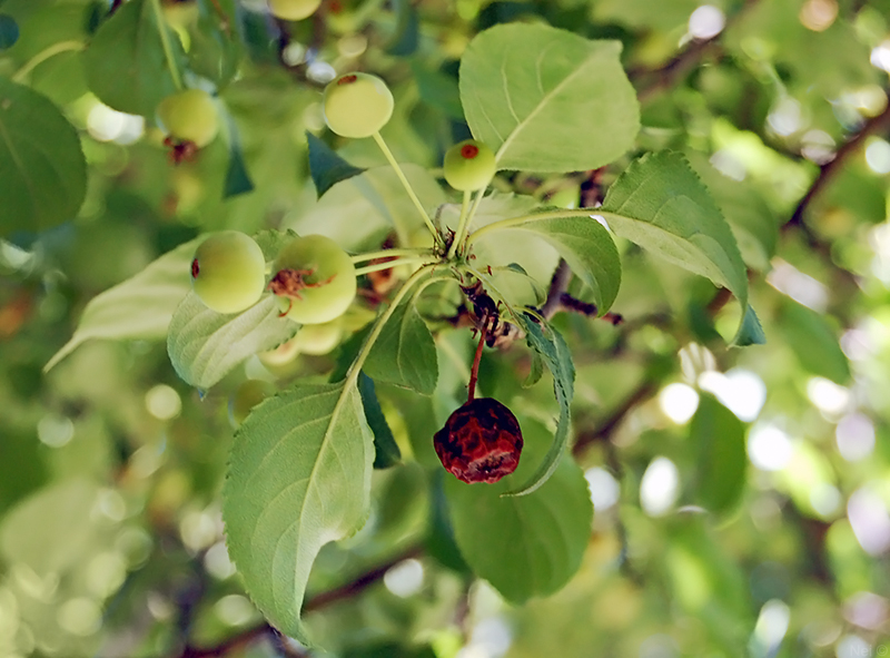 Image of Malus baccata specimen.