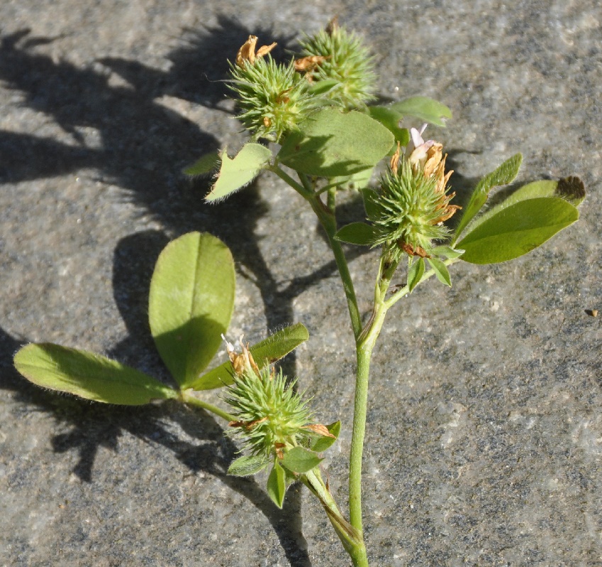 Image of Trifolium echinatum specimen.