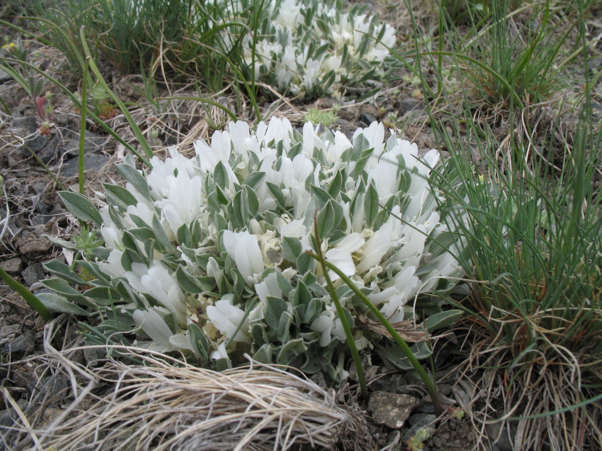 Image of Astragalus alberti specimen.