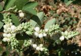 Symphoricarpos albus variety laevigatus. Соплодия и листья. Узбекистан, г. Ташкент, пос. Улугбек. 21.08.2016.