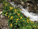 Caltha palustris