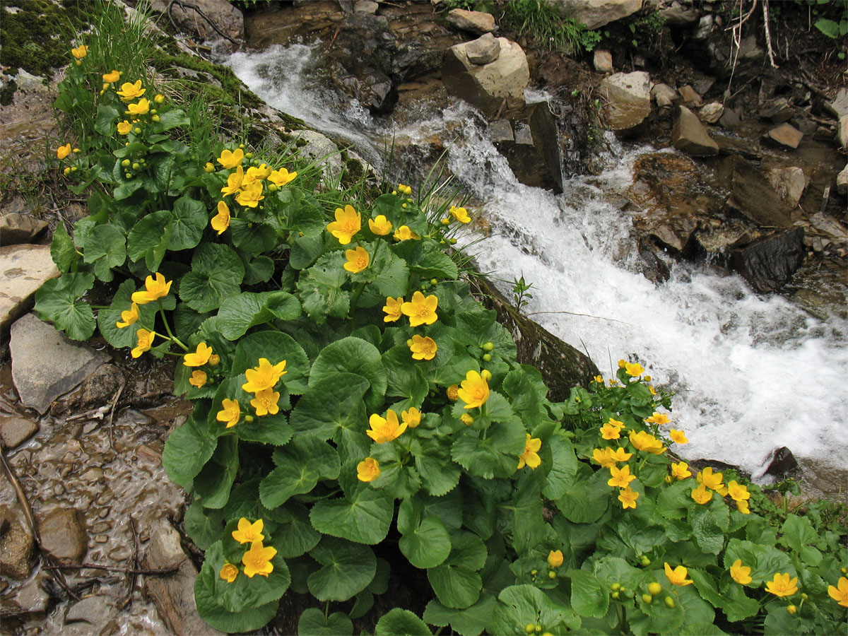 Изображение особи Caltha palustris.