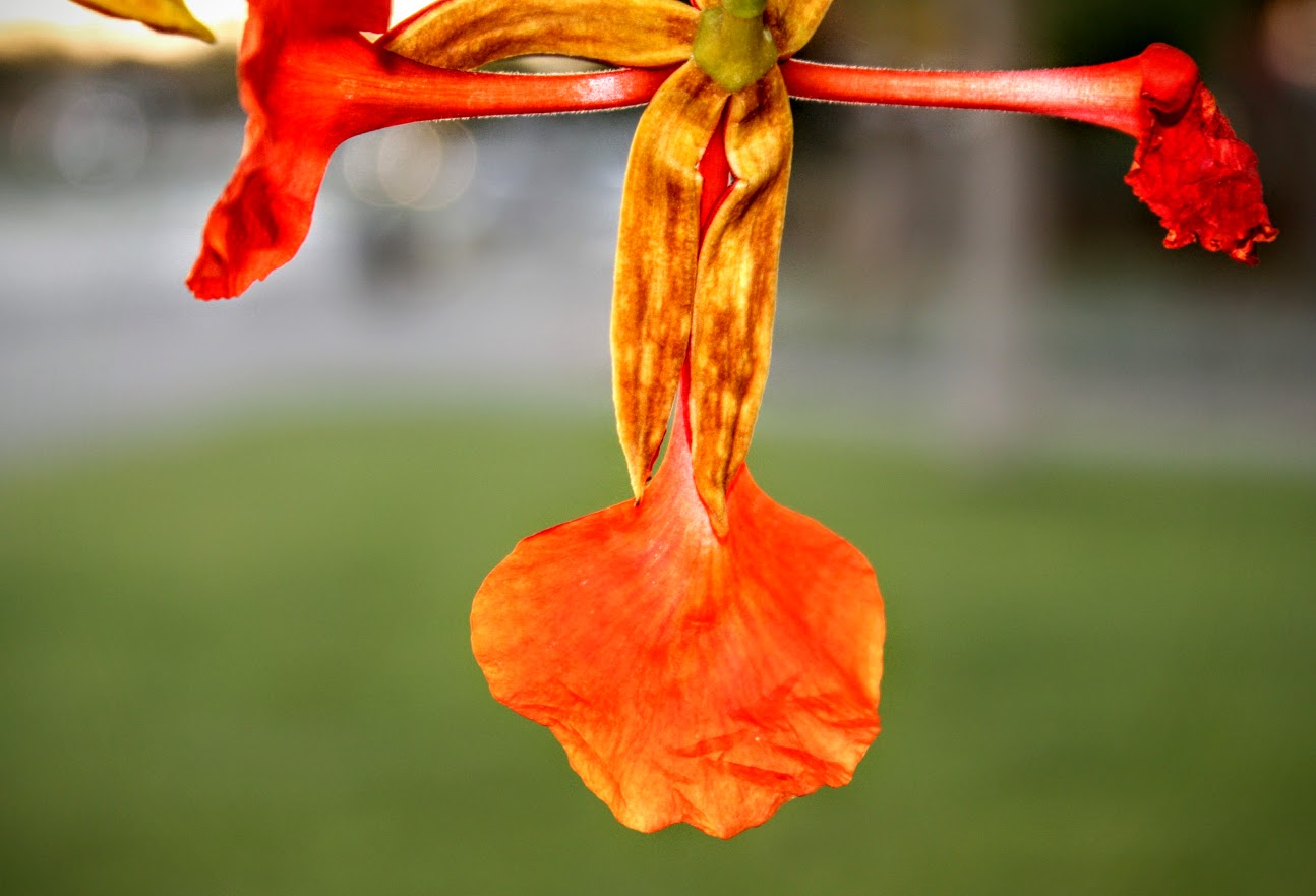 Image of Delonix regia specimen.