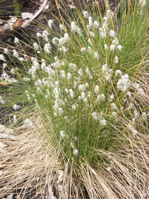 Image of Trichophorum alpinum specimen.