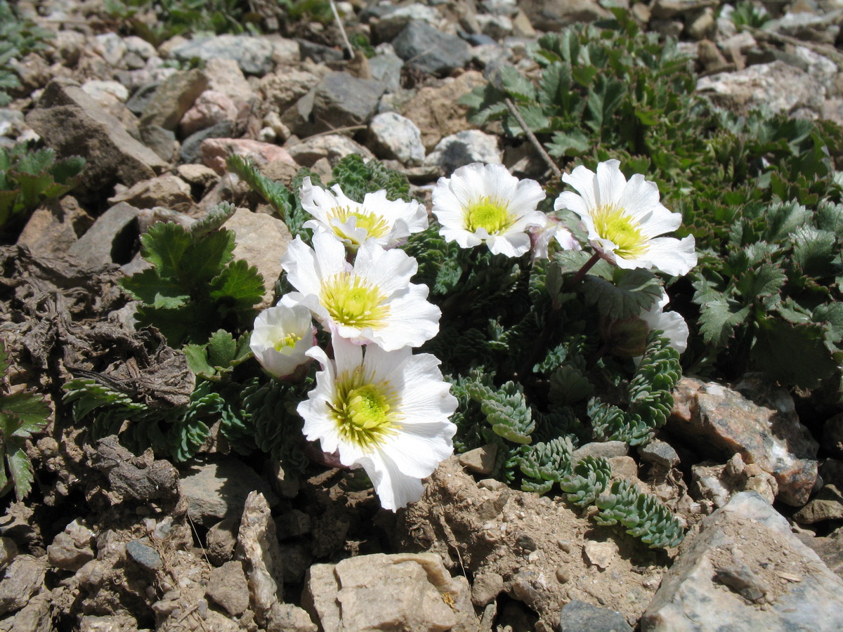 Image of Callianthemum alatavicum specimen.