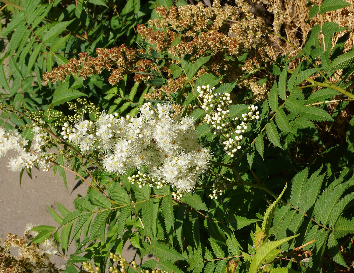 Image of Sorbaria sorbifolia specimen.