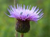 Cirsium helenioides