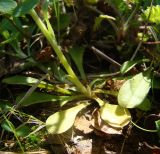 Antennaria dioica. Прикорневая розетка листьев и нижняя часть побега. Ямало-Ненецкий автономный округ, г. Надым, северная окраина, просека в хвойно-мелколиственном лесу вдоль ЛЭП. 13 июля 2016 г.