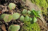 Veronica officinalis. Верхушка побега. Краснодарский край, Абинский р-н, окр. пос. Новый, скалы Новые, выход скальных пород. 01.03.2017.