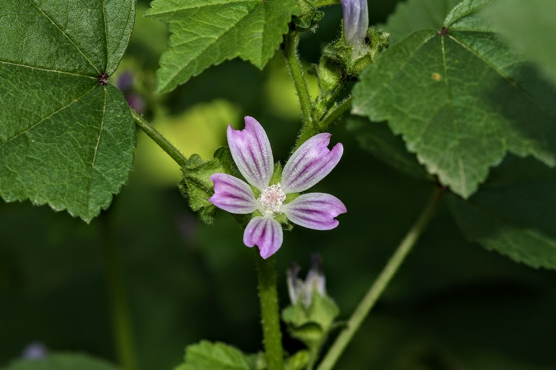 Image of Malva multiflora specimen.