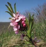 Amygdalus nana. Верхушка цветущего растения. Краснодарский край, м/о г. Новороссийск, гора Рябкова, злаково-разнотравный луг на вершине горы. 16.04.2017.