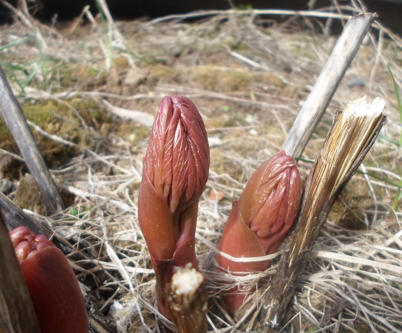 Image of Paeonia officinalis specimen.