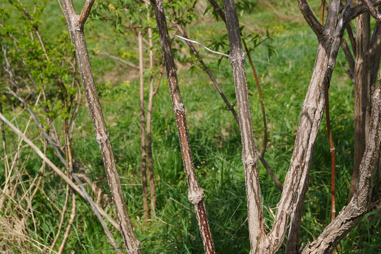 Image of Sambucus sibirica specimen.