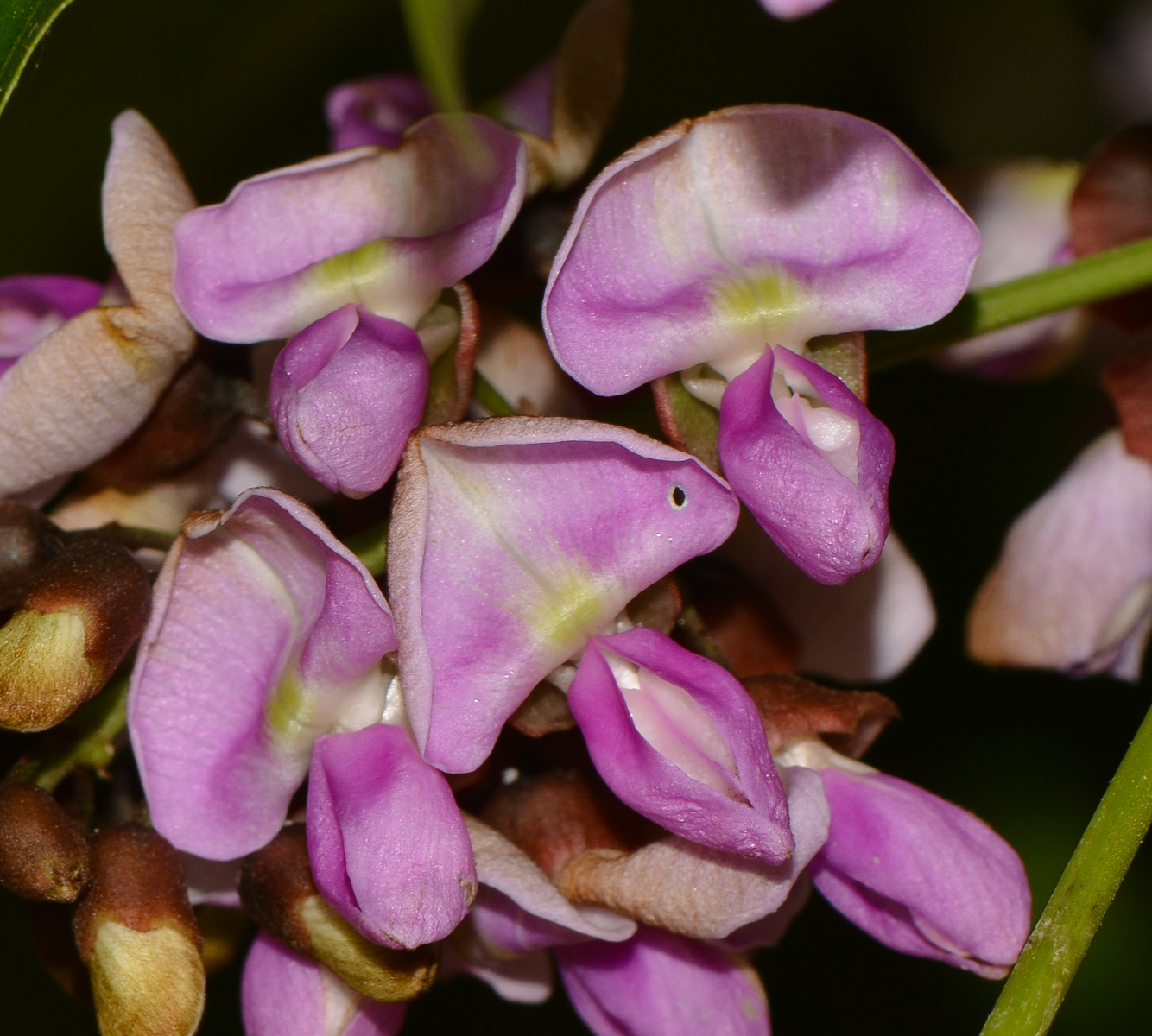 Изображение особи Pongamia pinnata.