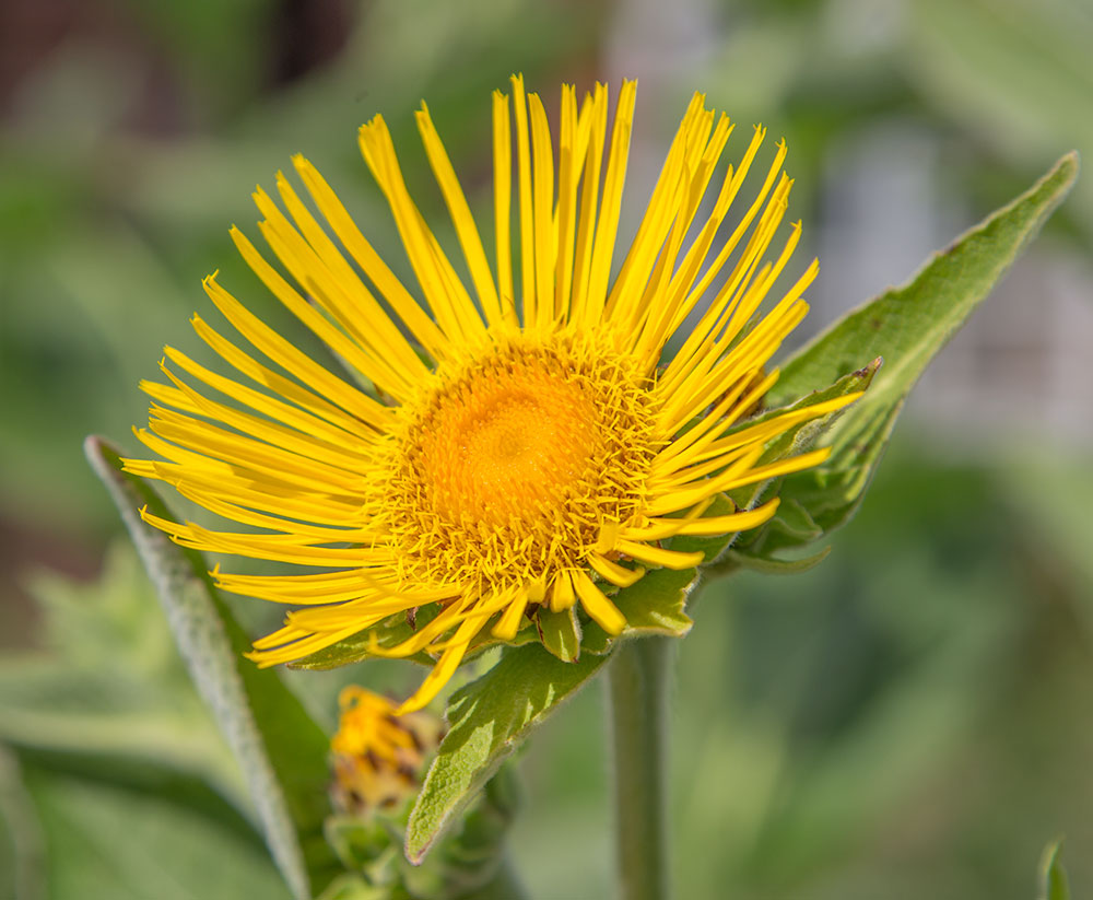 Изображение особи Inula helenium.