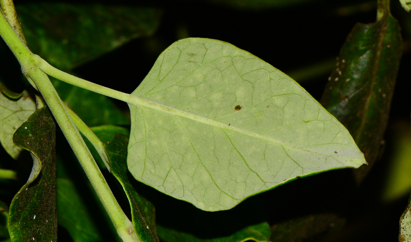 Image of Araujia sericifera specimen.