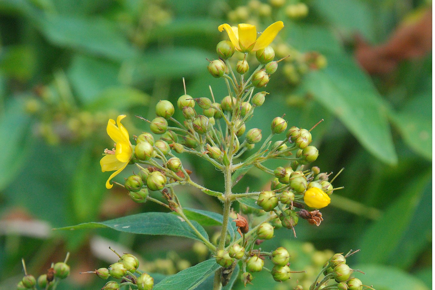 Изображение особи Lysimachia vulgaris.