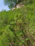 Ribes atropurpureum