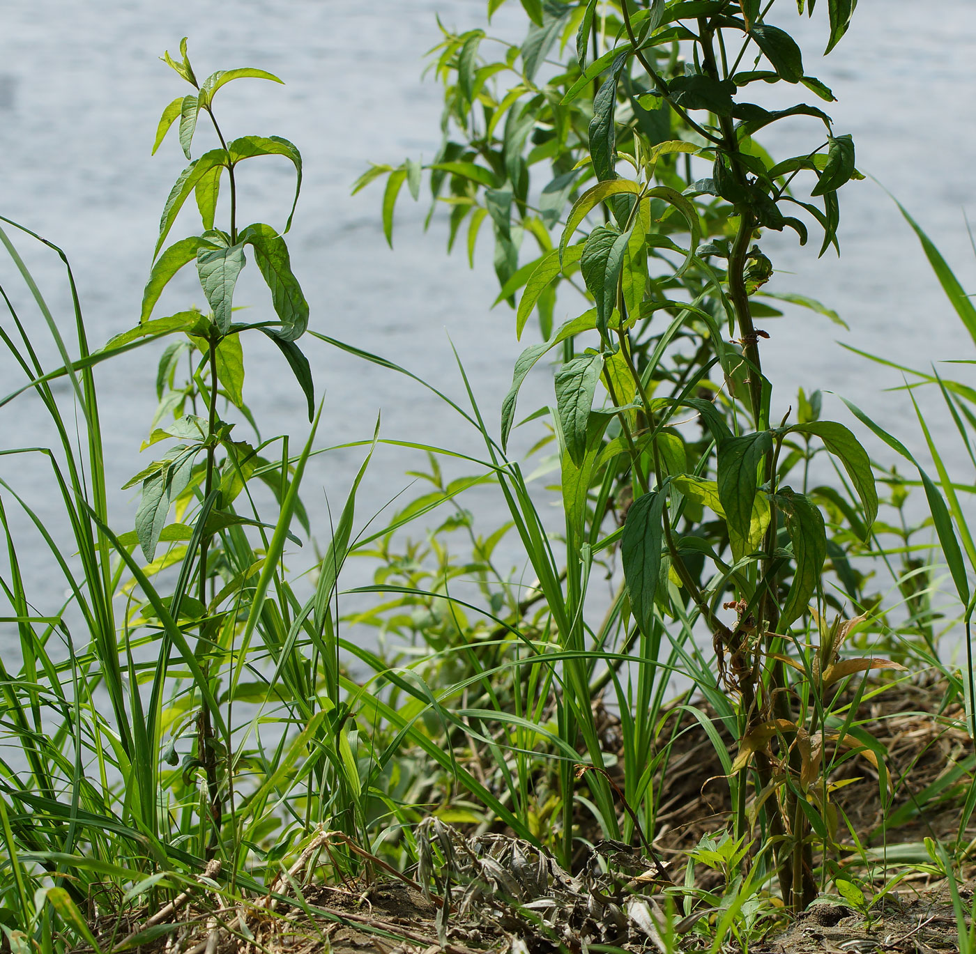 Image of Lysimachia vulgaris specimen.