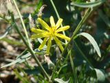 Youngia tenuifolia. Соцветие и части побегов. Иркутская обл., Шелеховский р-н, окр. с. Введенщина, правый высокий берег р. Иркут, край утёса. 10.09.2016.