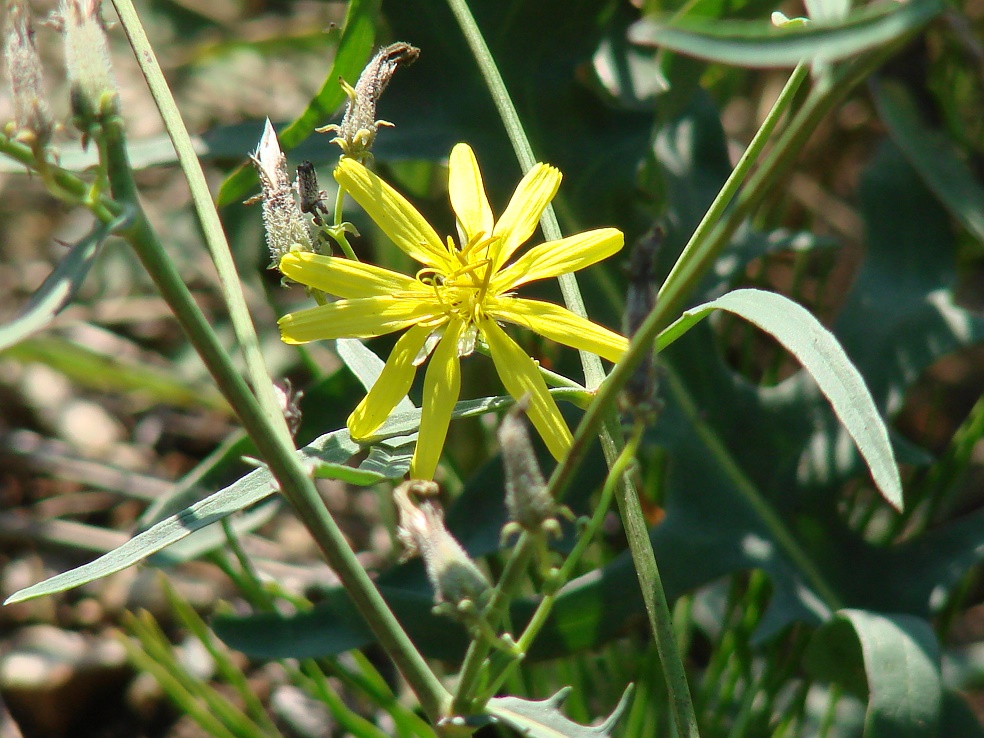 Image of Youngia tenuifolia specimen.