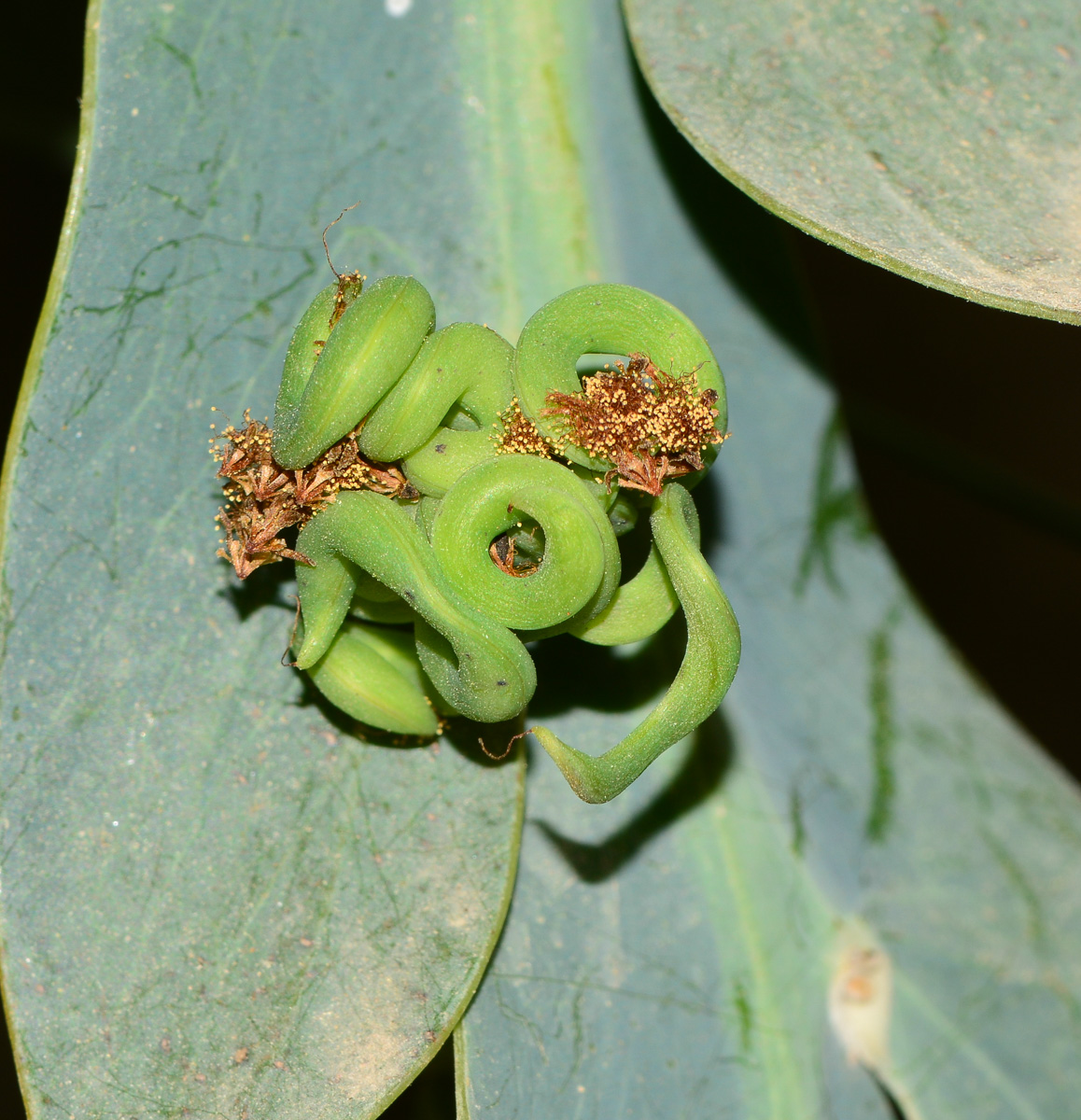 Image of Acacia glaucoptera specimen.