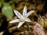 Sedum подвид spathulifolium