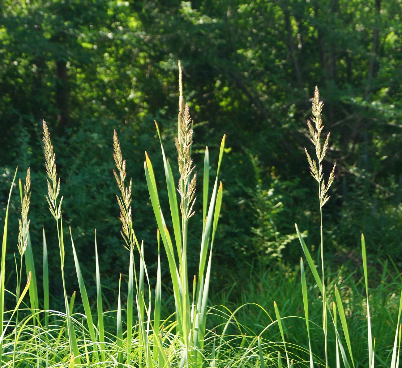 Изображение особи род Calamagrostis.