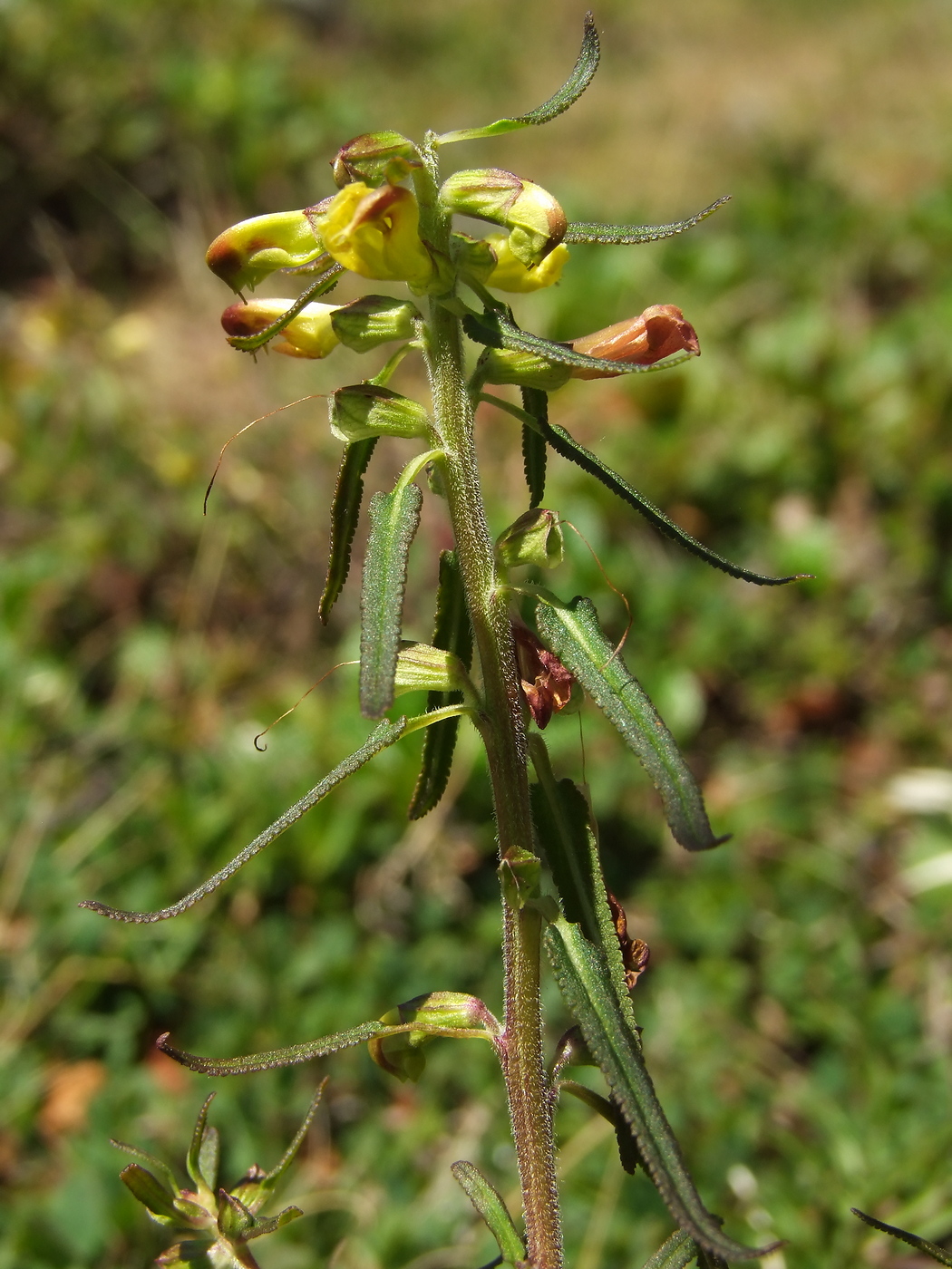 Image of Pedicularis labradorica specimen.