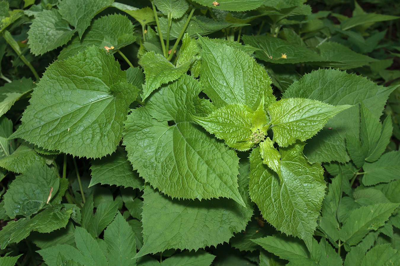 Image of Lunaria rediviva specimen.