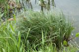 Carex rostrata