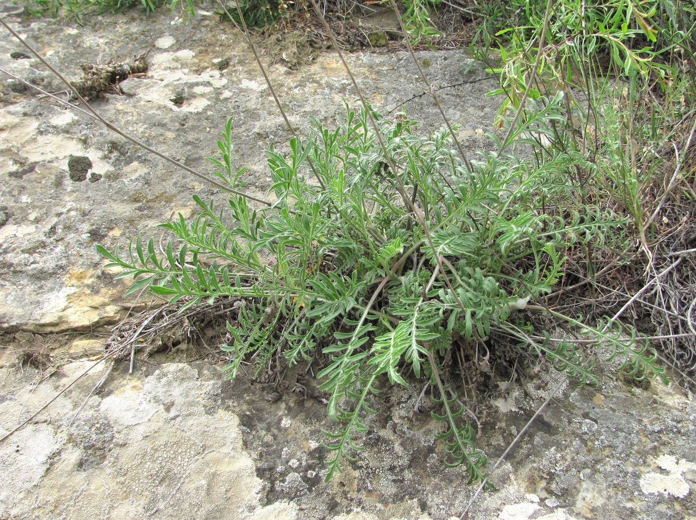 Image of genus Cephalaria specimen.