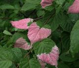 Actinidia kolomikta