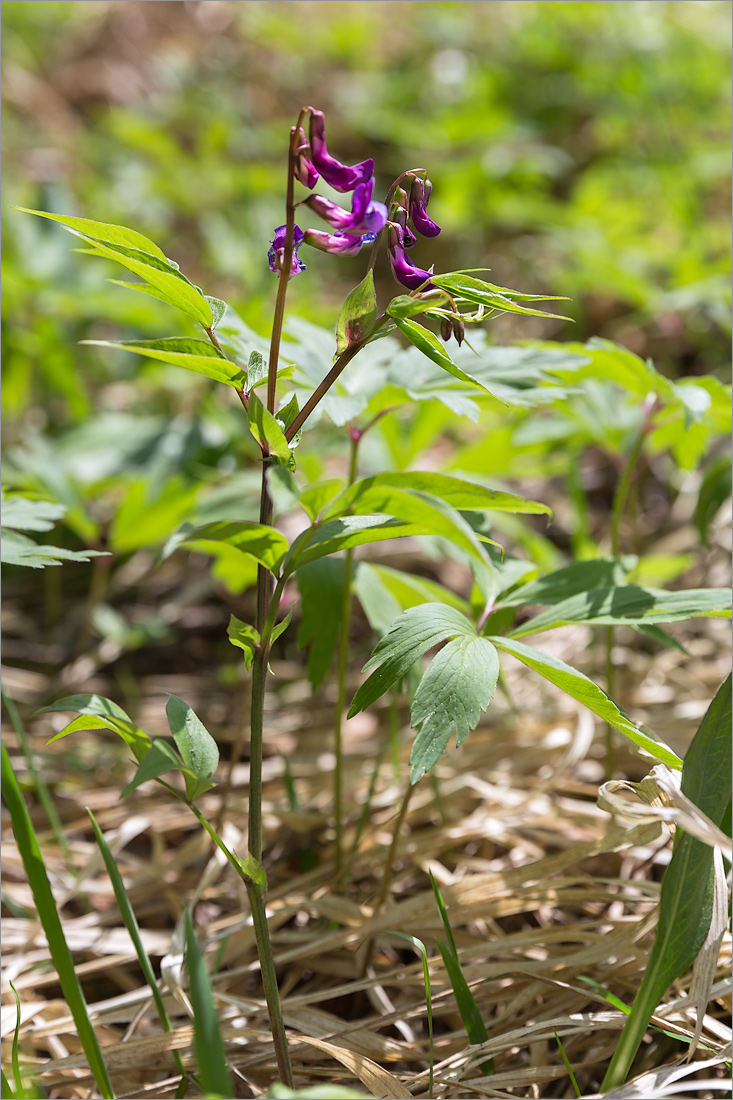 Image of Lathyrus vernus specimen.