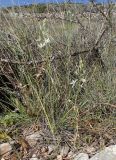 Ornithogalum narbonense