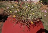 род Portulaca