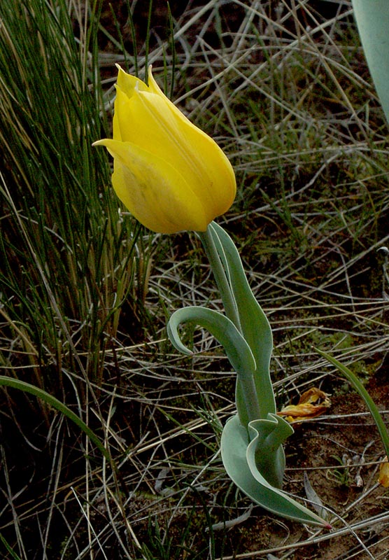 Image of Tulipa suaveolens specimen.