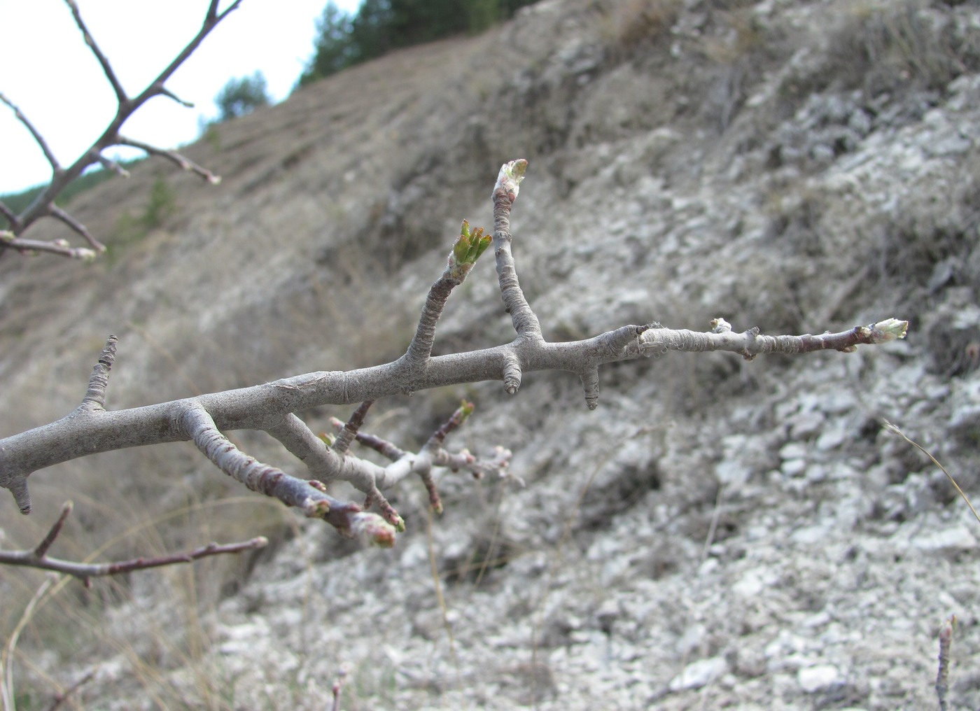 Изображение особи семейство Rosaceae.