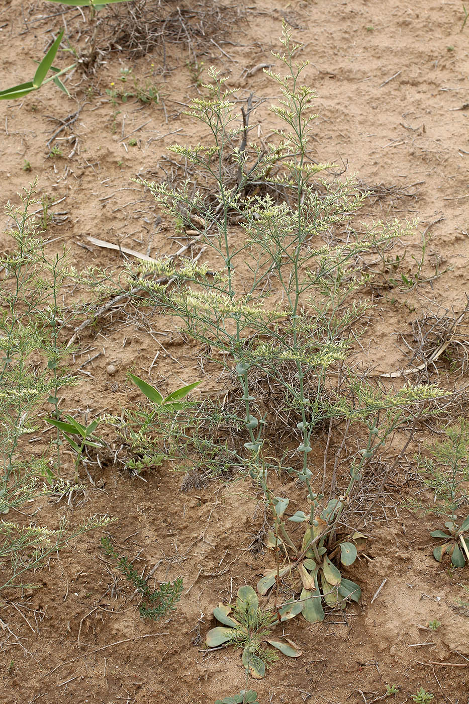 Image of Limonium otolepis specimen.