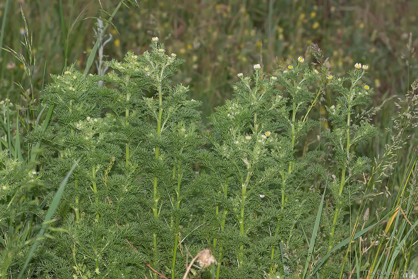 Image of genus Tripleurospermum specimen.