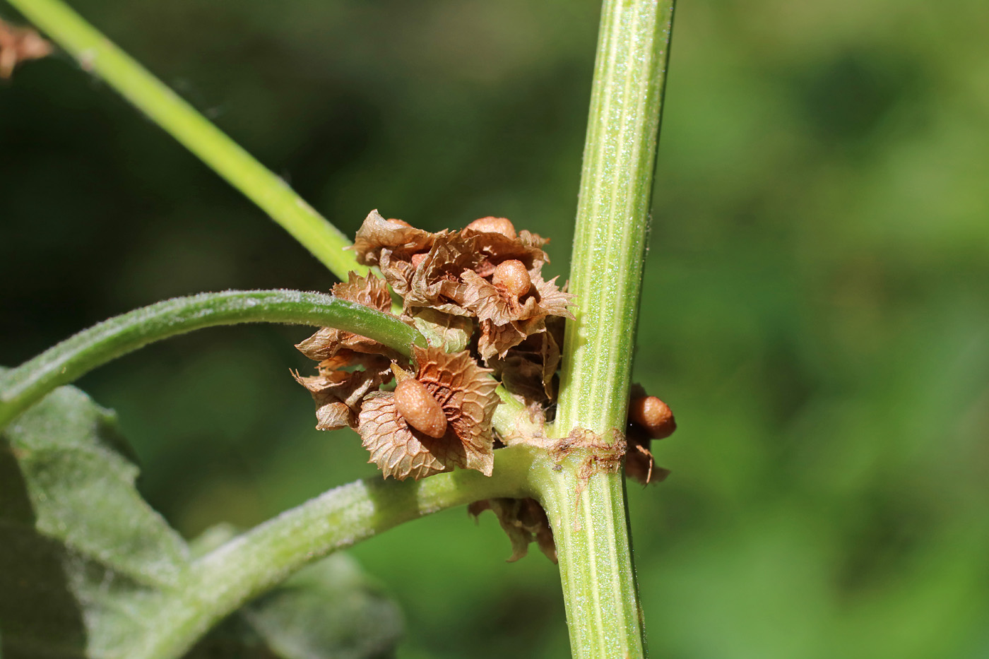 Image of Rumex drobovii specimen.