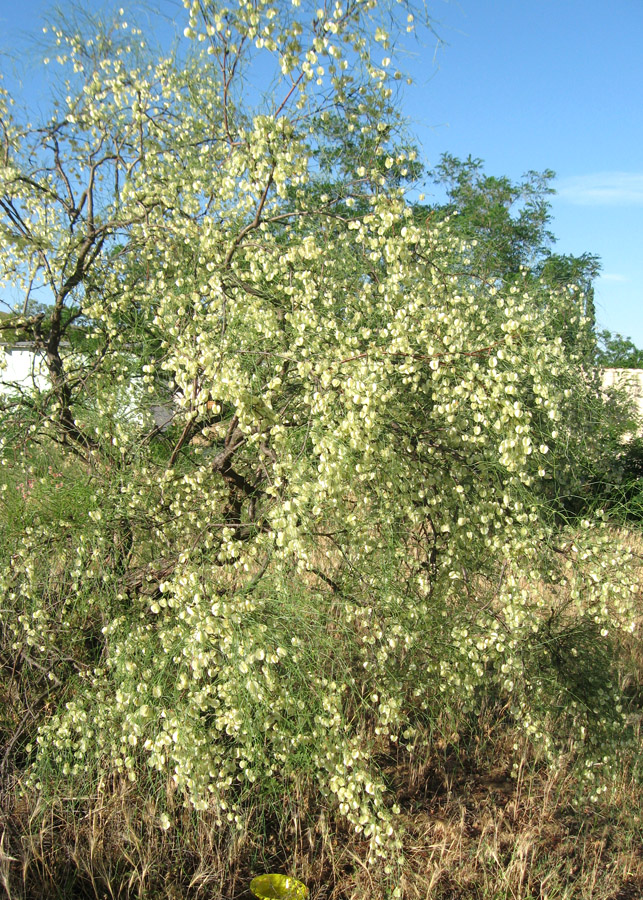 Image of Calligonum aphyllum specimen.